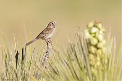 Cassin's Sparrow calling/singing at Colorado, United States
