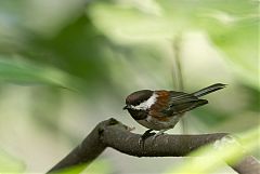 Chestnut-backed Chickadee perching/standing at California, United States
