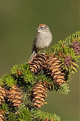 Chipping Sparrow perching/standing at Colorado, United States