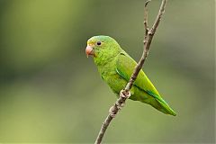 Cobalt-winged Parakeet perching/standing at Ecuador