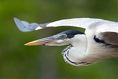 Cocoi Heron flying at Ecuador