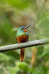 Coppery-chested Jacamar perching/standing at Ecuador