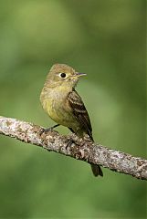 Western Flycatcher perching/standing at Colorado, United States
