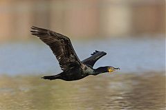 Double-crested Cormorant flying at Colorado, United States