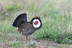 Dusky Grouse displaying at Colorado, United States