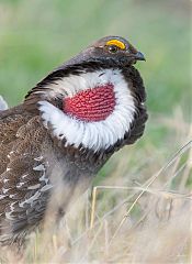 Dusky Grouse displaying at Colorado, United States