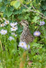 Dusky Grouse perching/standing at Colorado, United States