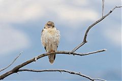 Ferruginous Hawk perching/standing at Colorado, United States