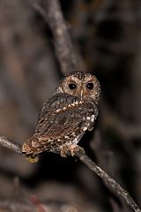 Flammulated Owl perching/standing at Utah, United States