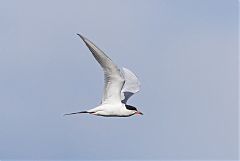 Forster's Tern flying at Colorado, United States
