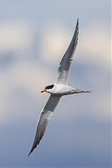 Forster's Tern flying at Colorado, United States