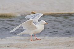 Glaucous-winged Gull stretching at Alaska, United States
