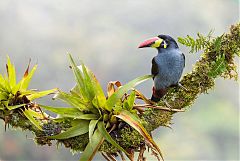Gray-breasted Mountain-Toucan perching/standing at Colombia