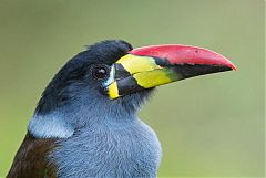 Gray-breasted Mountain-Toucan perching/standing at Colombia