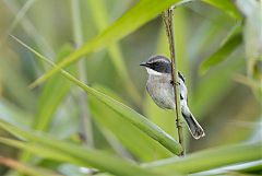 Gray Bushchat perching/standing at Chiang Mai, Thailand