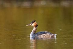 Great Crested Grebe swimming at United Kingdom