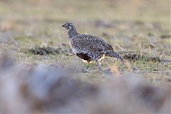 Greater Sage-Grouse walking/running at Colorado, United States