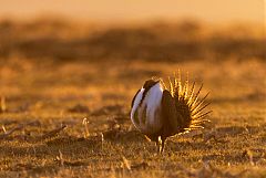 Greater Sage-Grouse displaying at Colorado, United States