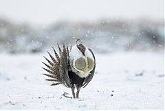 Greater Sage-Grouse displaying at Colorado, United States