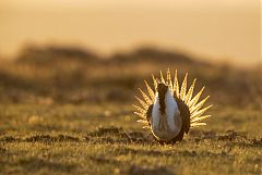 Greater Sage-Grouse displaying at Colorado, United States