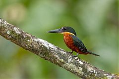Green-and-rufous Kingfisher perching/standing at Ecuador