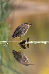 Green Heron perching/standing at Colorado, United States