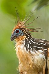 Hoatzin perching/standing at Ecuador
