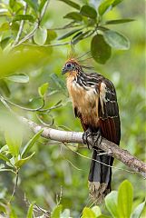 Hoatzin perching/standing at Ecuador