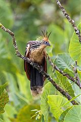 Hoatzin perching/standing at Ecuador