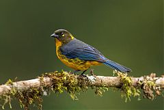 Lacrimose Mountain Tanager perching/standing at Colombia