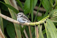 Ladder-tailed Nightjar perching/standing at Ecuador