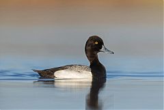 Lesser Scaup swimming at Colorado, United States