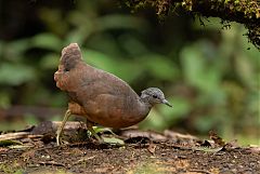 Little Tinamou walking/running at Colombia