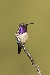 Lucifer Hummingbird perching/standing at Texas, United States