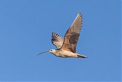 Long-billed Curlew flying at Wyoming, United States