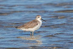 Marsh Sandpiper wading at Phetchaburi, Thailand