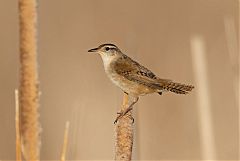 Marsh Wren perching/standing at Colorado, United States