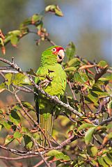 Mitred Parakeet foraging/eating at Florida, United States