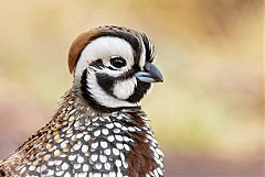 Montezuma Quail perching/standing at Texas, United States