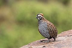 Montezuma Quail perching/standing at Texas, United States