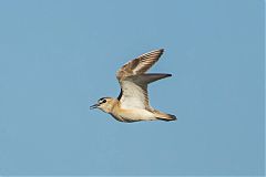 Mountain Plover flying at Colorado, United States