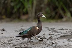 Muscovy Duck walking/running at Ecuador