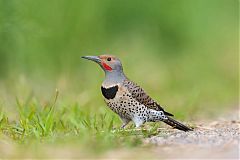 Northern Flicker perching/standing at Colorado, United States
