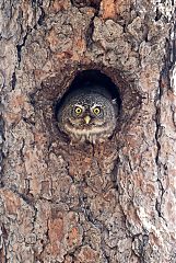Northern Pygmy-Owl nesting at Colorado, United States