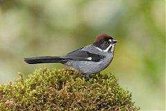 Northern Slaty Brushfinch perching/standing at Colombia