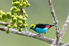 Paradise Tanager