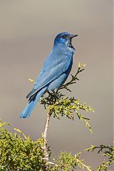 Pinyon Jay perching/standing at Colorado, United States