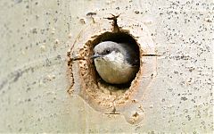 Pygmy Nuthatch nesting at Colorado, United States