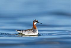 Red-necked Phalarope