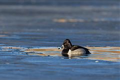 Ring-necked Duck foraging/eating at Colorado, United States